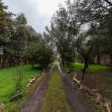 Entriamo e ci facciamo strada lungo il viale di 60 metri che, costeggiando la vegetazione laterale...
